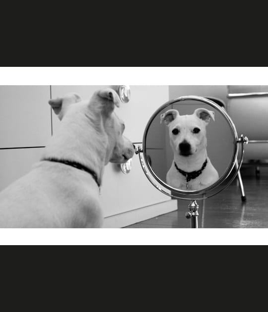 Miroir, mon beau miroir