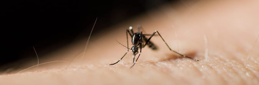 Chikungunya&nbsp;: l'&eacute;pid&eacute;mie continue de ralentir, mais elle n'est pas encore termin&eacute;e