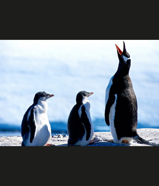 Des oiseaux au comportement sociable