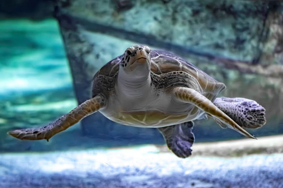 Des tortues aux requins, plongez dans un monde fascinant &agrave; l'Oc&eacute;arium du Croisic
