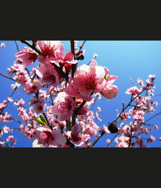 Printemps fleuri