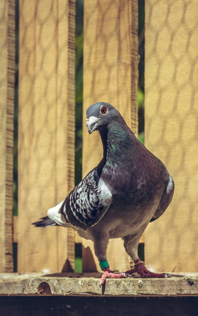 Des granul&eacute;s r&eacute;pulsifs