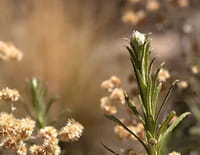 Les nouvelles aventures des plantes : En Amérique latine