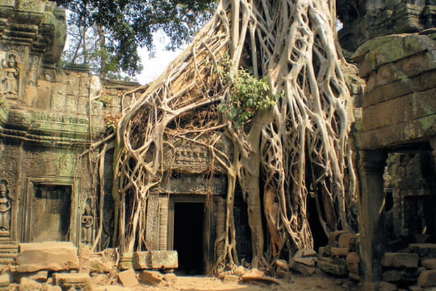 Une cité dans la jungle