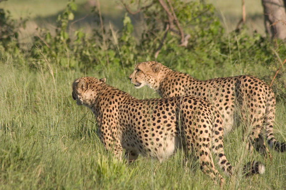 Les l&eacute;opards d'Okavango