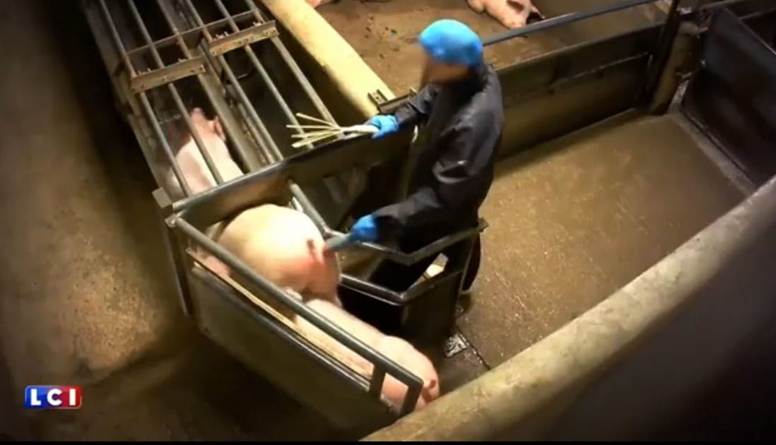 Des cochons maltrait&eacute;s &agrave; l'aiguillon &eacute;lectrique