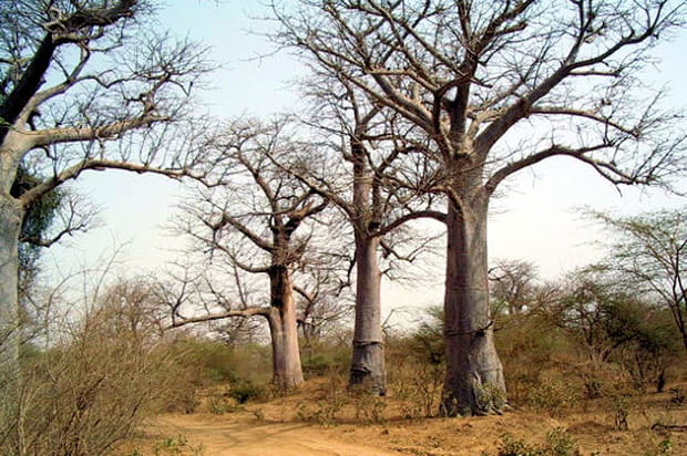 Les rois baobabs
