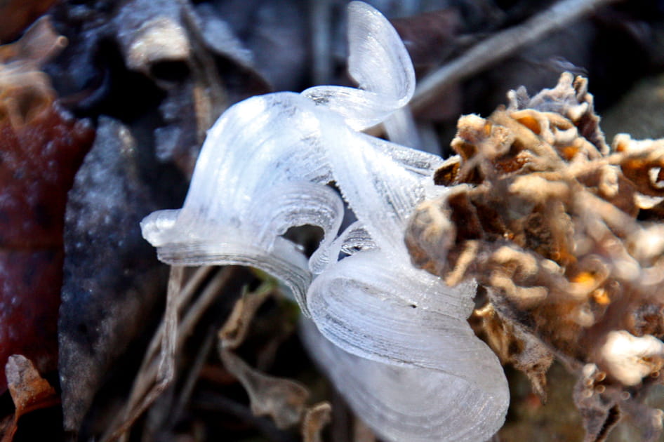 Les cheveux de glace