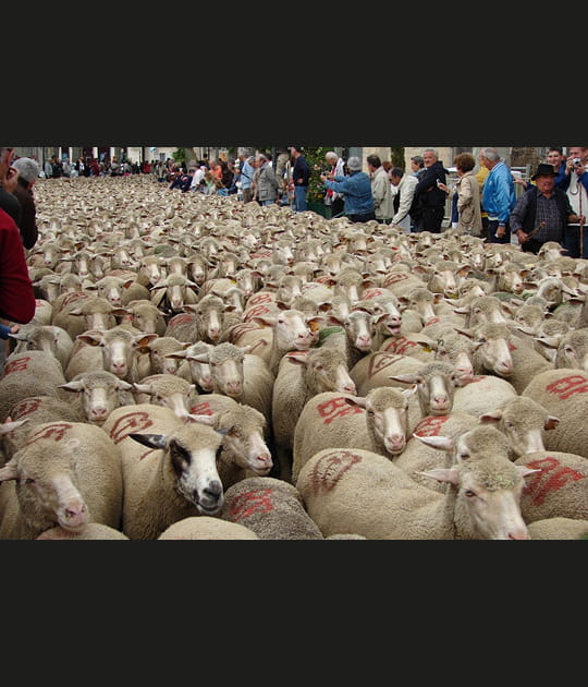 F&ecirc;te de la transhumance