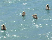 Curieuse de nature dans les îles : Lamantin et pélican brun en Guadeloupe