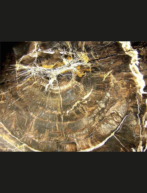 Bois fossilis&eacute;