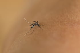 Dengue&nbsp;: plus de 20&nbsp;cas autochtones d&eacute;tect&eacute;s et d&eacute;j&agrave; presque 2&nbsp;000&nbsp;cas au total en m&eacute;tropole en 2025