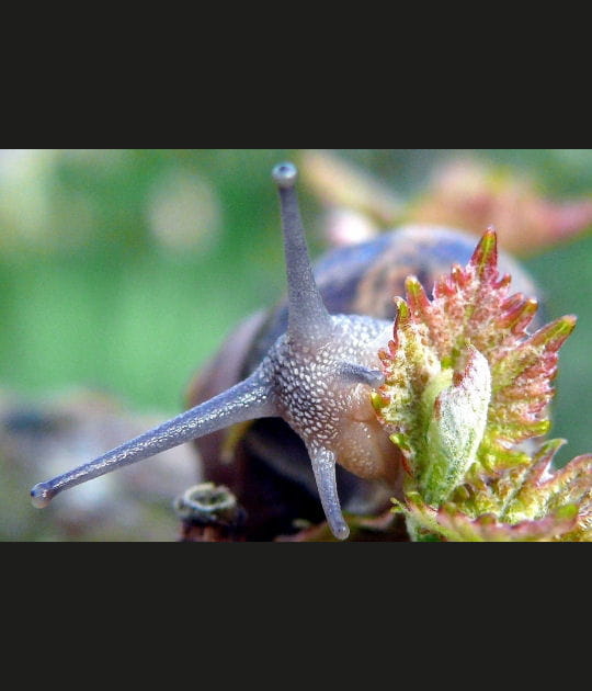 Le festin de l'escargot