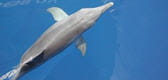 dauphins