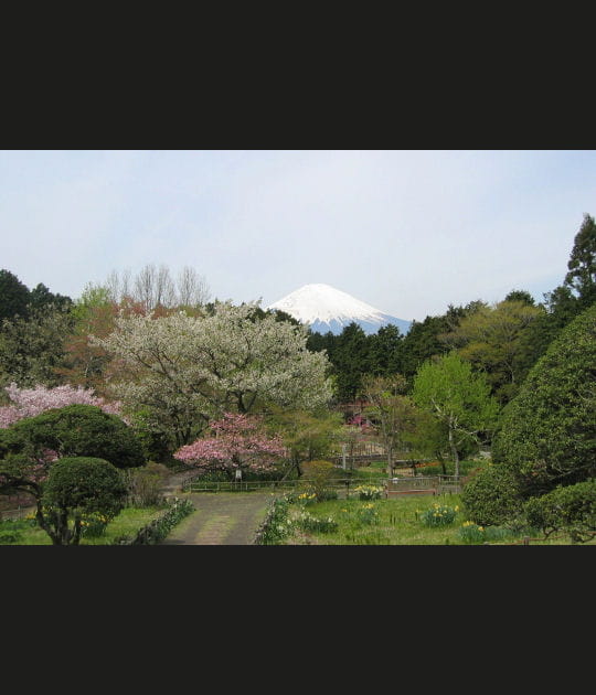 Le mont Fuji au printemps