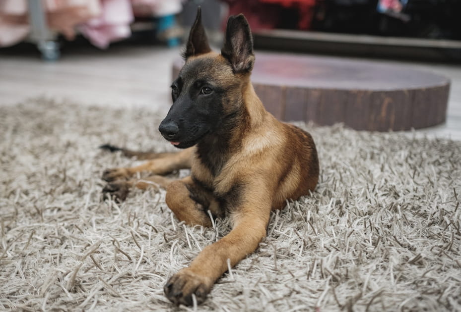 Malinois Belge&nbsp;: Le Malinois Belge protecteur est tr&egrave;s polyvalent et vigilant, il excelle dans divers r&ocirc;les.