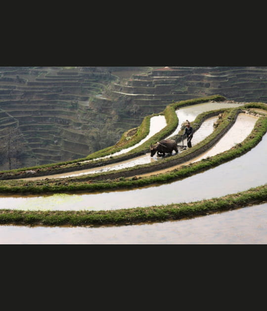 Travail en rizi&egrave;res