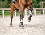 Equitation : Global Champions Tour