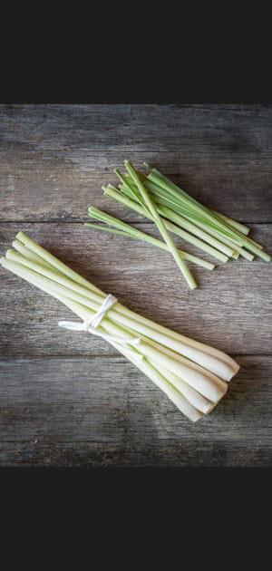 La citronnelle comme r&eacute;pulsif contre les gu&ecirc;pes