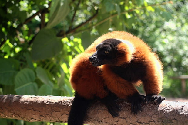 L'agilité du maki vari