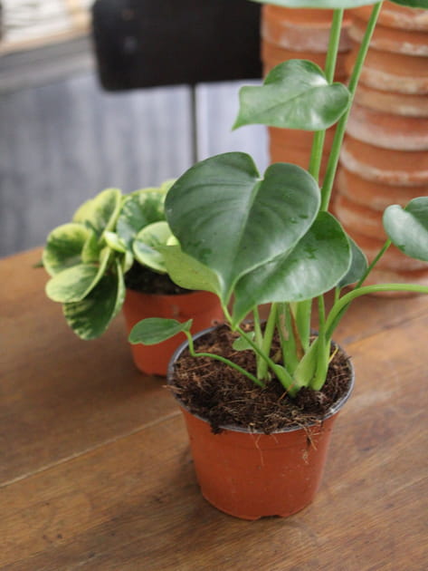 Identifier le type de plante