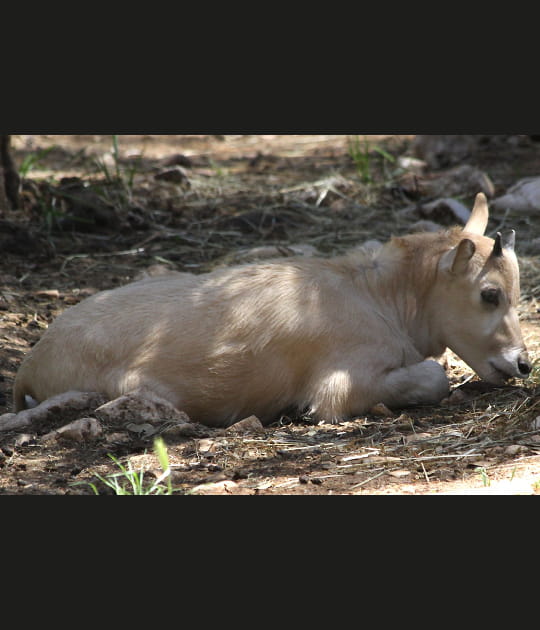 La sieste du b&eacute;b&eacute; addax