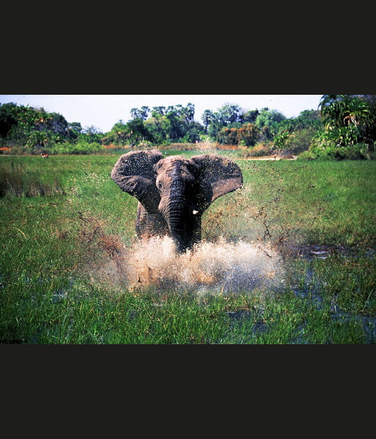 Le plus grand animal terrestre
