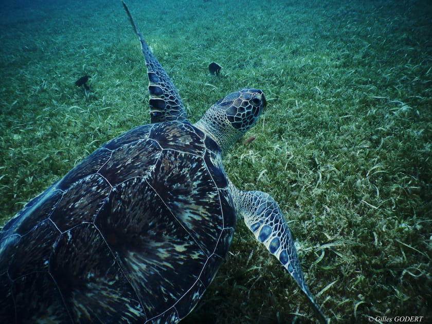 Tortue carette