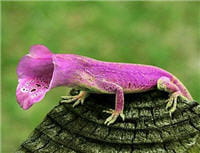 bluffer pour survivre 