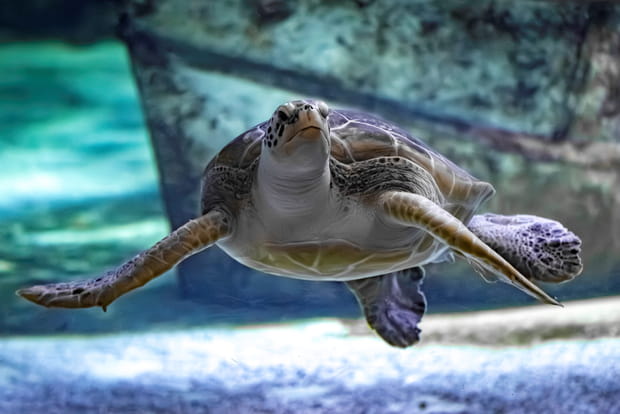 Des tortues aux requins, plongez dans un monde fascinant à l'Océarium du Croisic