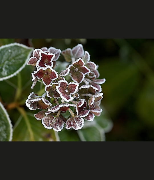 Fleur d'hortensia givr&eacute;e
