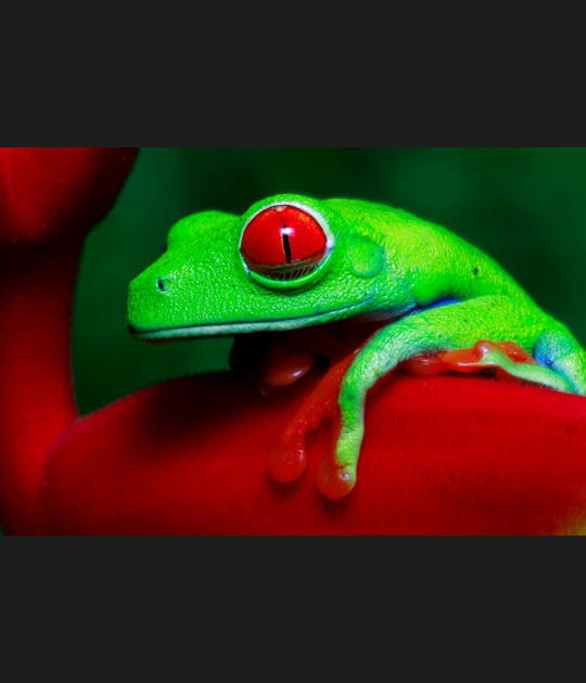 La rainette aux yeux rouges