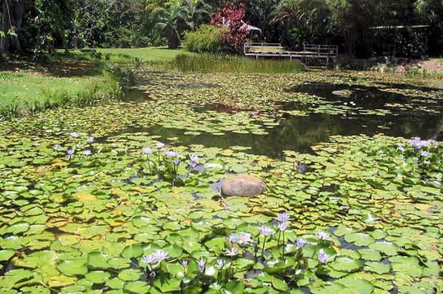 Jardin aquatique