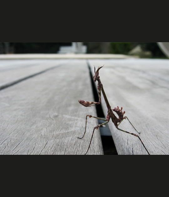 Insecte star