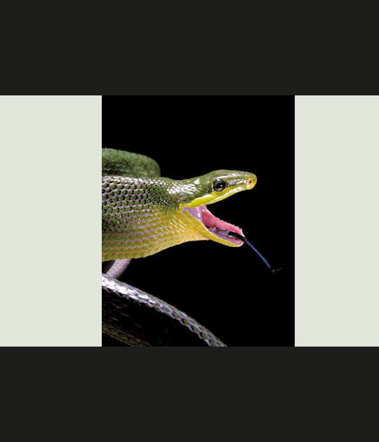 Le serpent ratier des mangroves