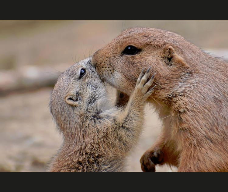 Le chien de prairie, marmotte miniature