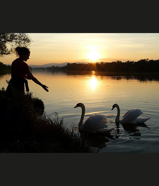 Le lac des cygnes