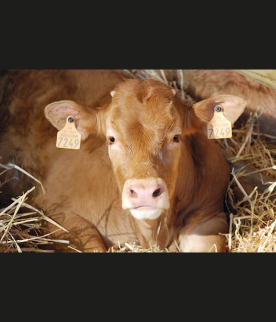 La Limousine au regard franc