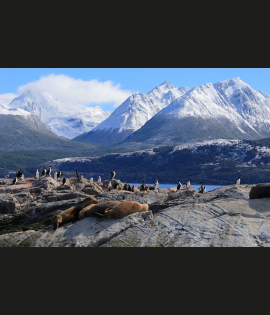 Lions et cormorans