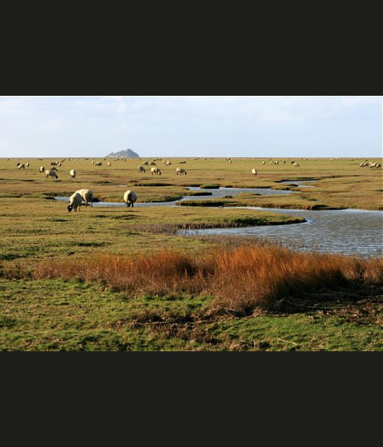 Les pr&eacute;s sal&eacute;s de la baie du Mont Saint Michel