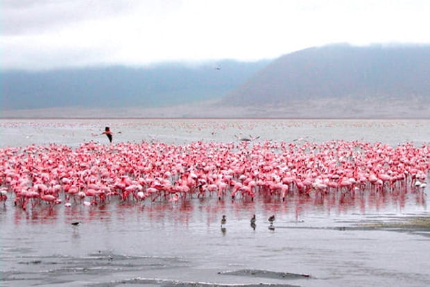 Des flamants roses par milliers