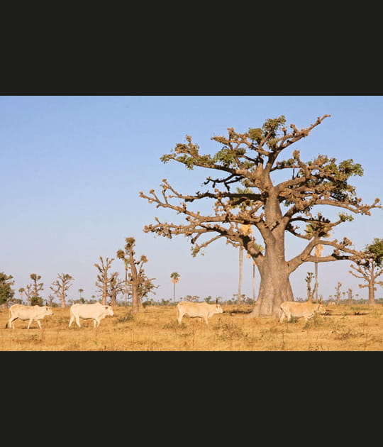 Au pays de Kirikou