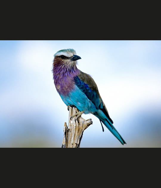 Couleurs fantastiques du rollier tanzanien