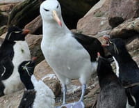 Grandeurs nature : Albatros et gorfou, une fable australe