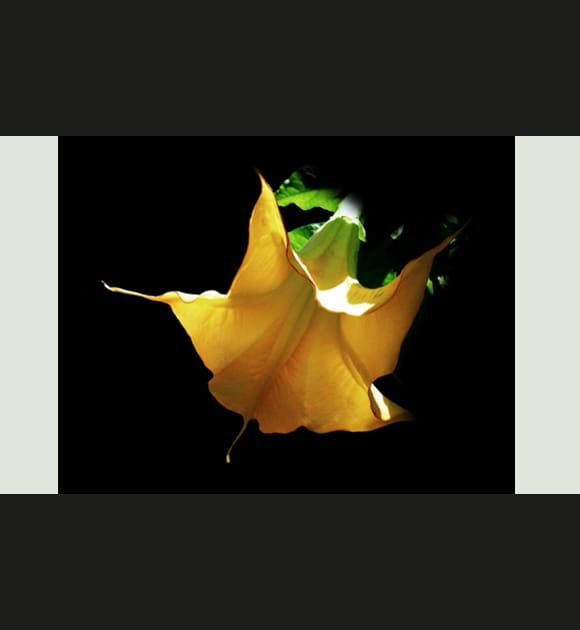 Datura