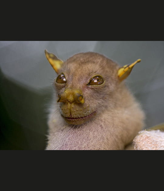 La chauve-souris aux narines-tubes