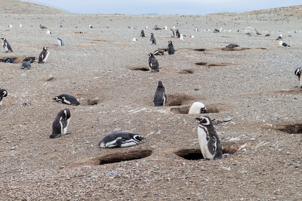 Monument naturel Los Pingüinos