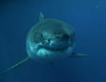 Les hommes-requins