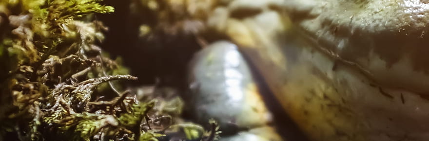 Ces esp&egrave;ces de crapauds donnent naissance &agrave; de nouvelles cr&eacute;atures bien diff&eacute;rentes des autres amphibiens