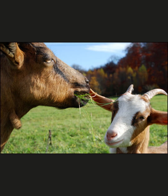 Tendresse